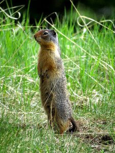 Rodent wild animal