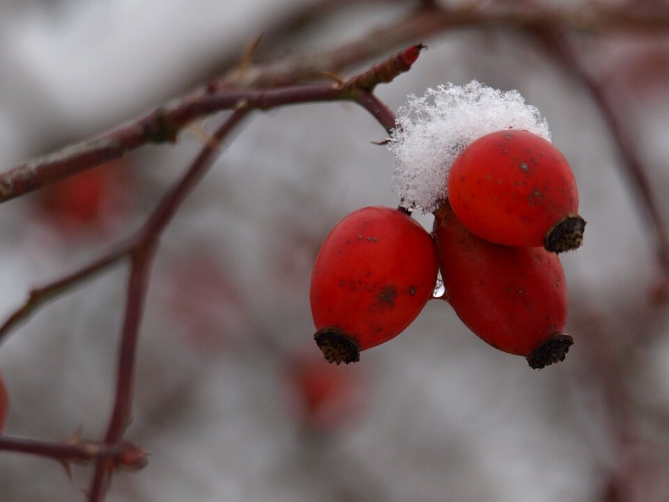 Rosebush plant nature