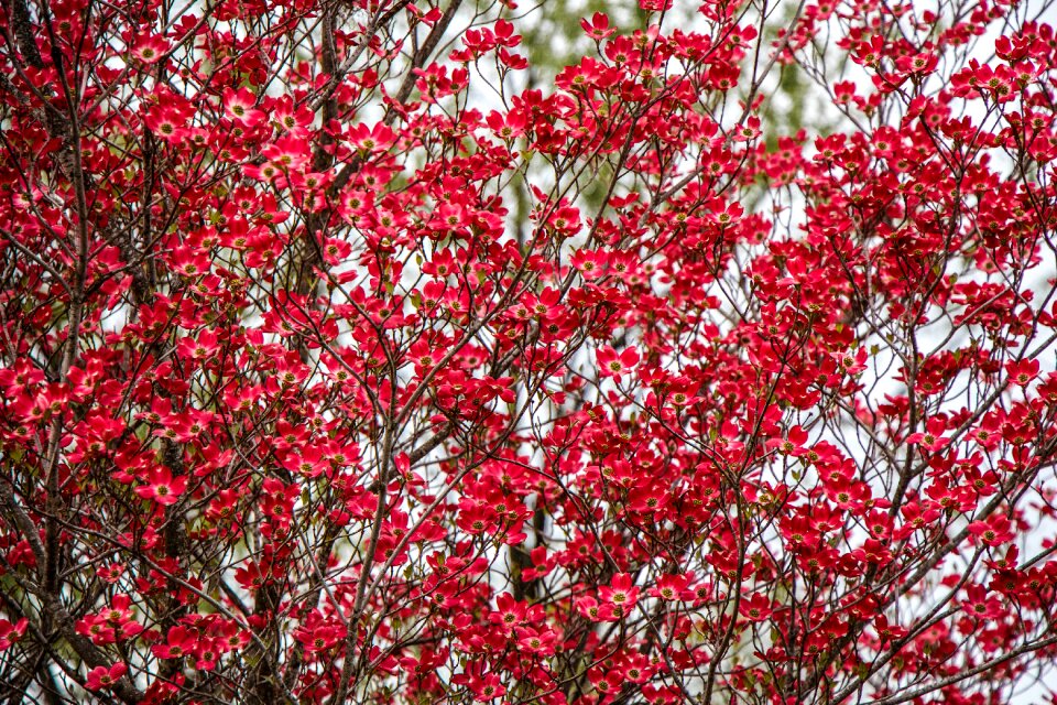 Bloom tree nature