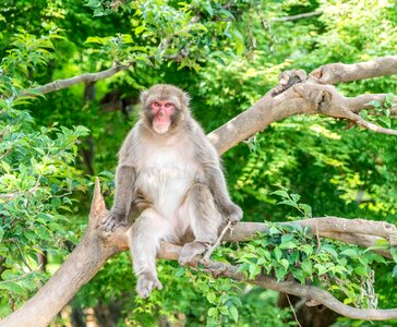 Monkey park monkey sitting tree
