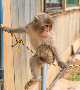 Monkey park japanese travel photo