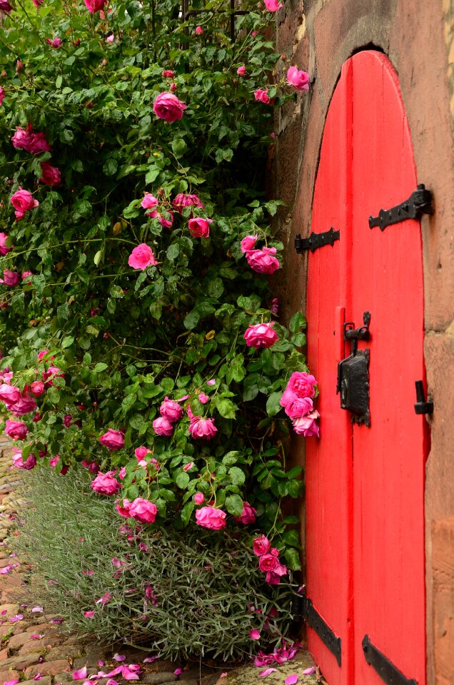 Red rose bloom input