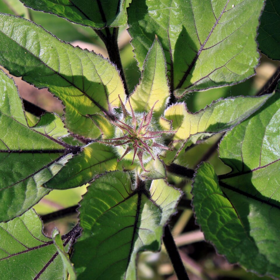 Bud flower background
