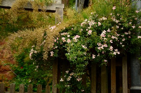 Overgrown fence paling