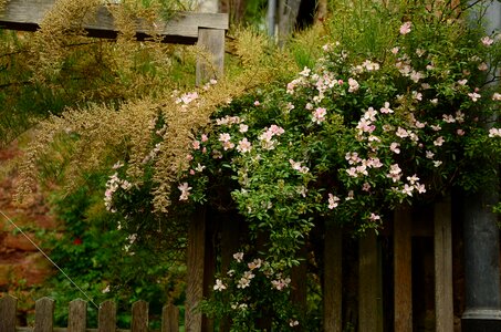 Overgrown fence paling photo