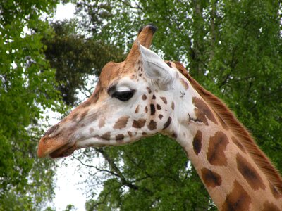 Animals zoo animal planet