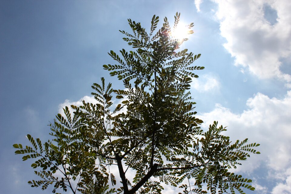 Environment light plant