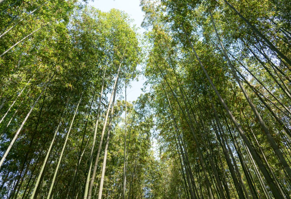 Trees kyoto nature
