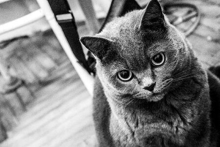 Bw photo pet cat eyes photo