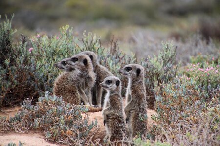 Nature meerkat south africa