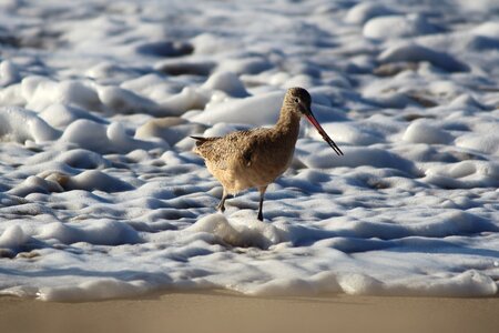 Beach shore coast photo