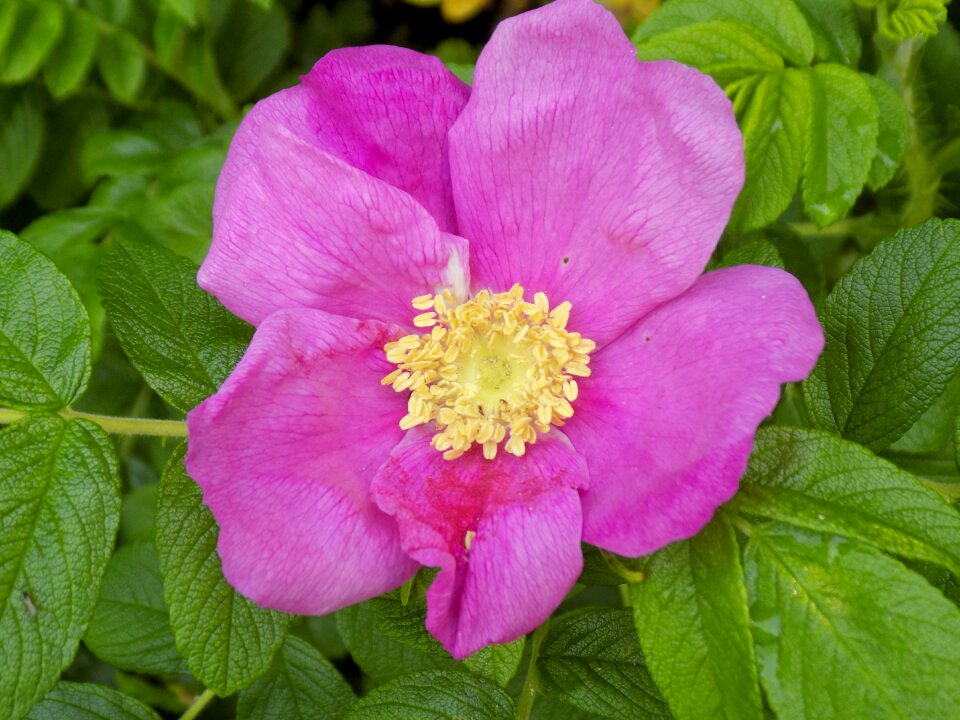 Wild rose pink roses