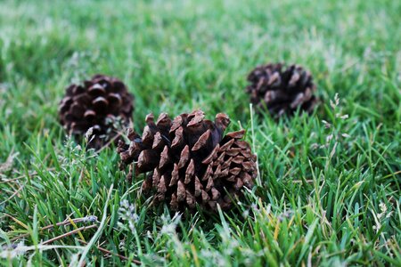 Conifer coniferous pinecone photo