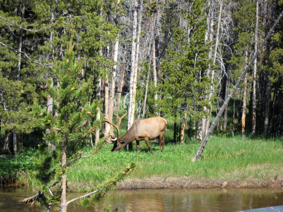 Mammal park antlers