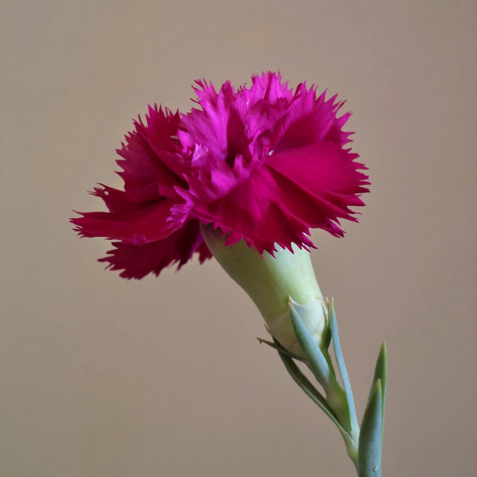 Plant color pink nature