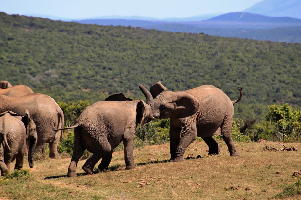 Wilderness national park safari