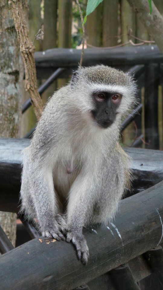 Ape gray money