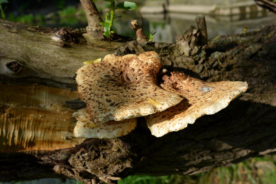 Tree fungus mushroom mushrooms on tree
