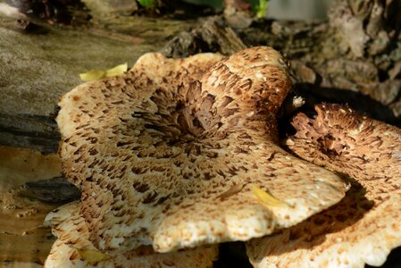 Tree fungus mushroom mushrooms on tree