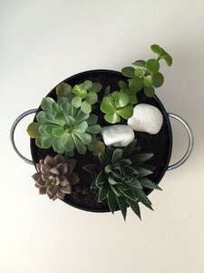 Vegetation succulent mini garden