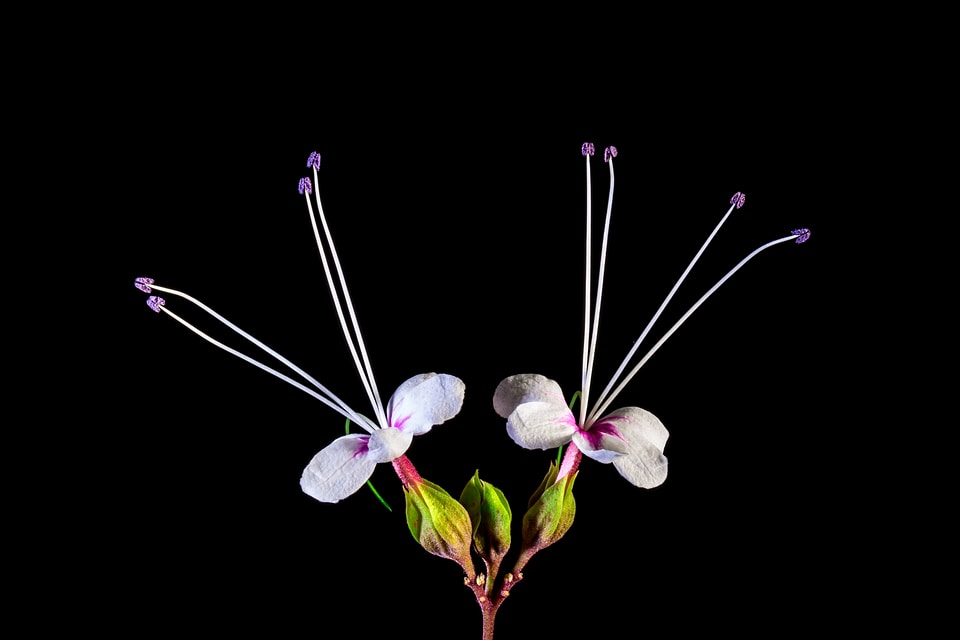 Blossom bloom white pink