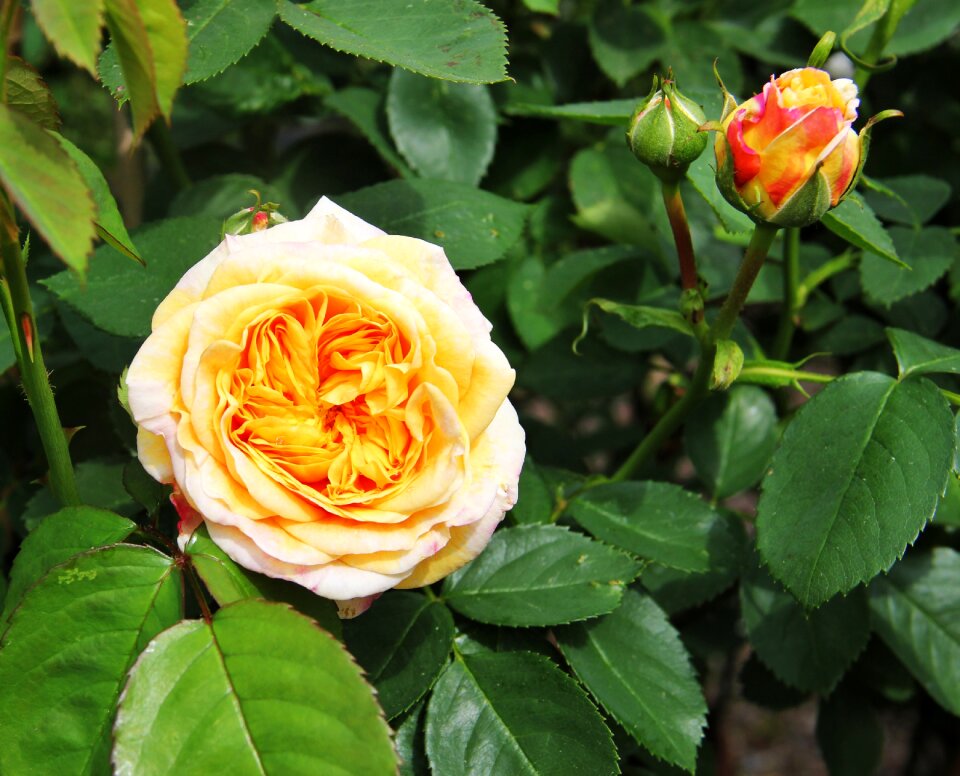 Filled rose cream fragrant