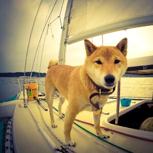 Boat yacht pet