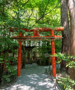 Walkway forest green photo