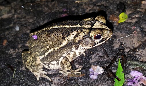 Croak croaking bufo