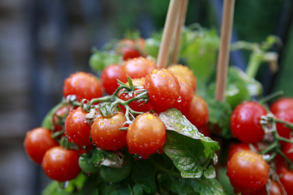 Food vegetables garden
