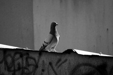 Wood pigeon animal animals photo