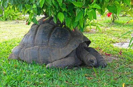Giant tortoise animal tortie photo