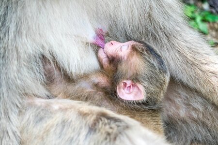 Monkey park mother baby photo