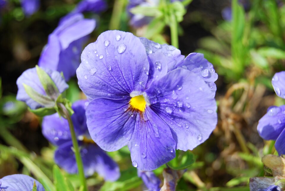 Nature violet purple