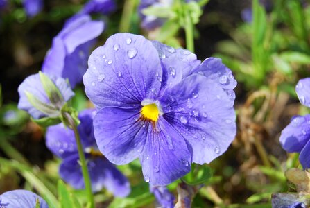 Nature violet purple