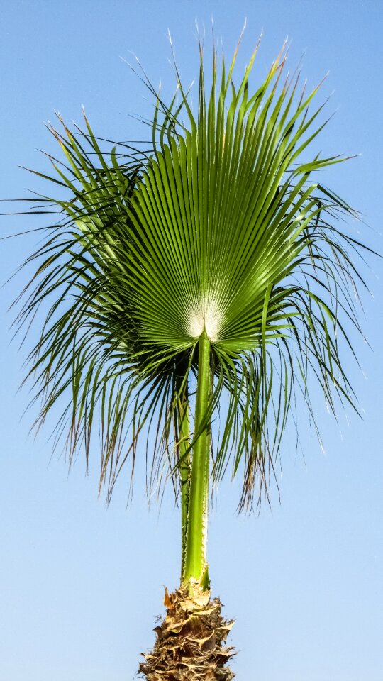 Palm tree tropical summer