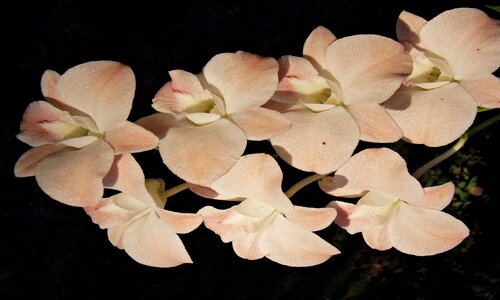 Thailand flowers white petals