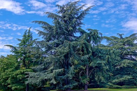 Park green blue