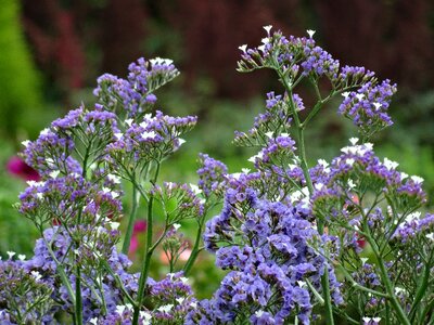 Purple flowers botany flora