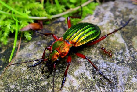 Close up gold ground beetles cute