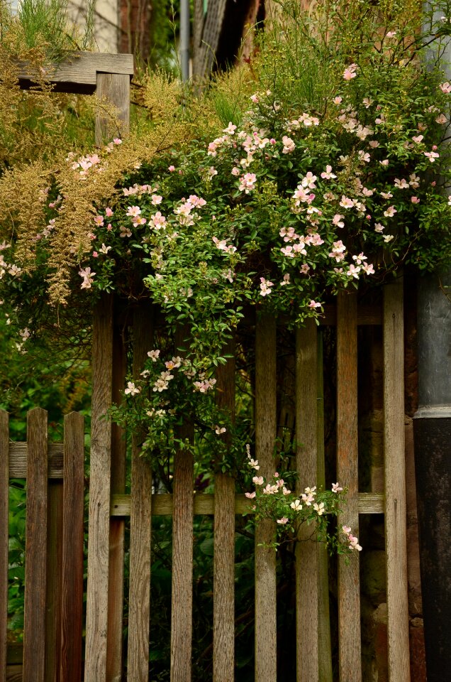 Overgrown fence paling