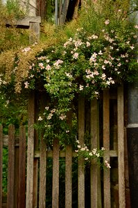 Overgrown fence paling photo