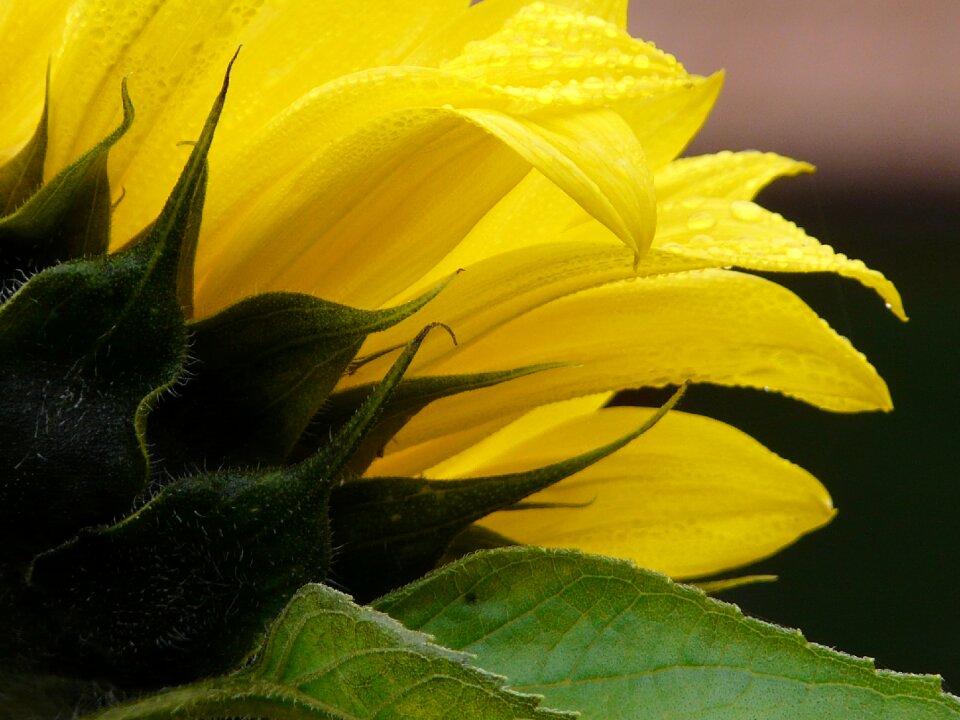 Flower of sunflower petals yellow