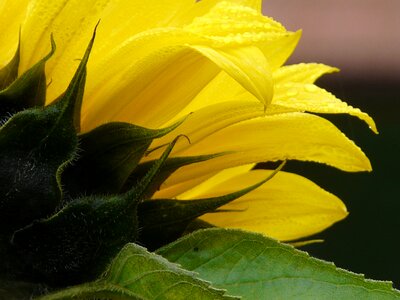 Flower of sunflower petals yellow