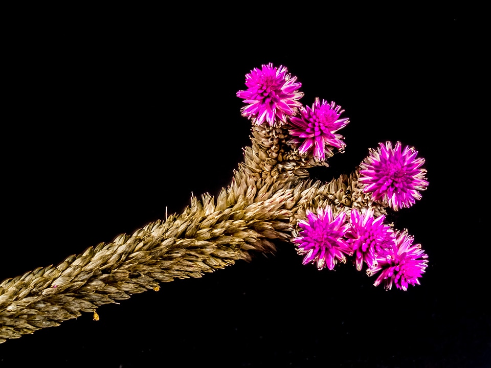 Flower wild flower close up