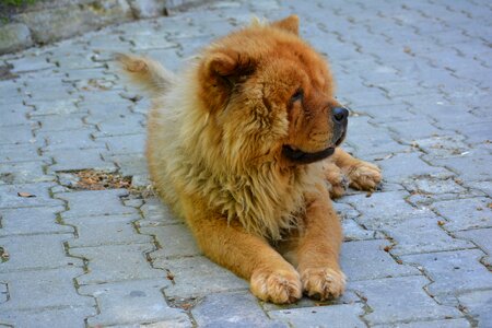 Lion look animal