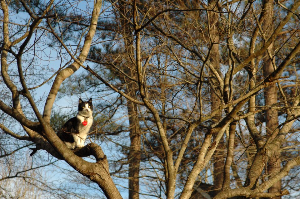 Outside nature feline