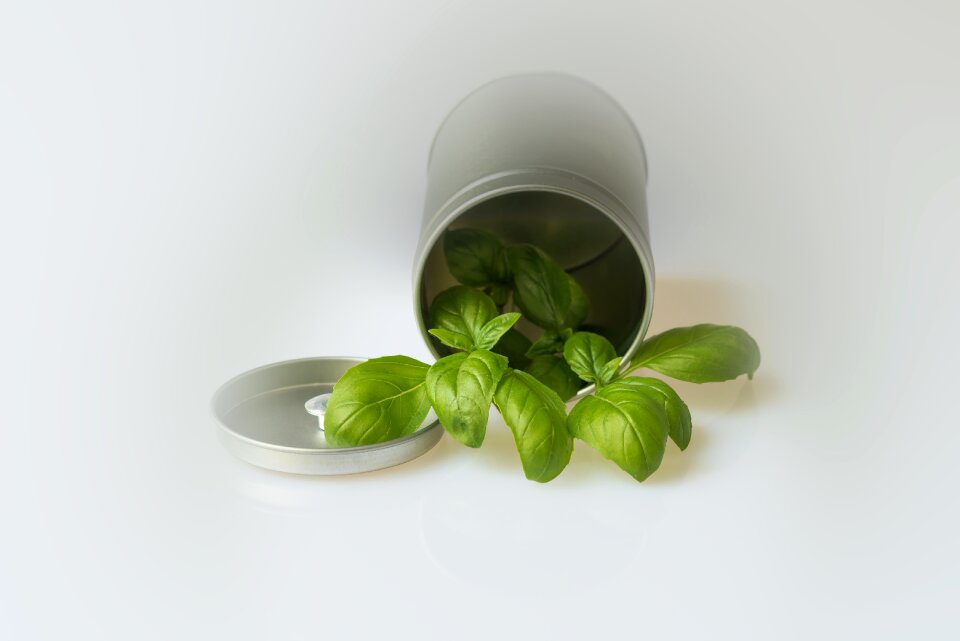 Ocimum basilicum kitchen southern