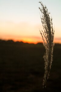 Eventide vegetation landscape