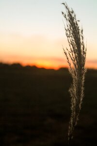 Eventide vegetation landscape photo